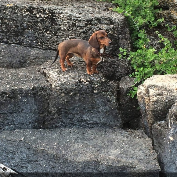 Meet your Posher, Delores - Picture 1 of 1